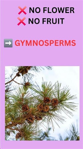 Flower or no flower?