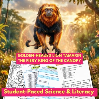 Golden-headed Lion Tamarin Reading & CER | Atlantic Forest & Taxonomy 4th-8th