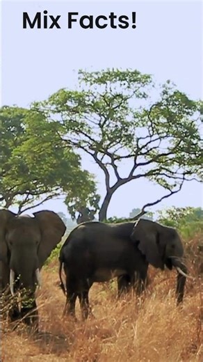 Which Country Has the Most Pyramids in the World? #pyramids #viralvideo