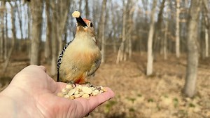 114K views · 3.4K reactions | A male Red-bellied Woodpecker is in no rush at the Hand of Snacks. A Tufted Titmouse decides the Woodpecker is taking too long and after hovering a bit to encourage the Woodpecker to leave, he drops in for a peanut. | Jocelyn Anderson Photography | Facebook