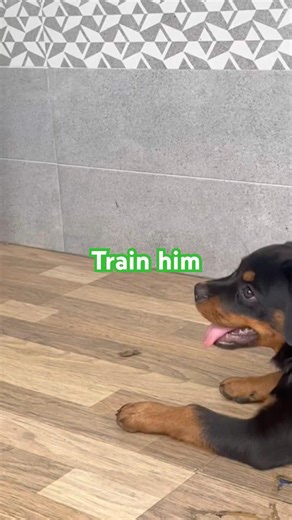 Rotweiler puppy training | cute and confused