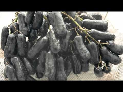 Moon Drops Grape Review And Taste Test