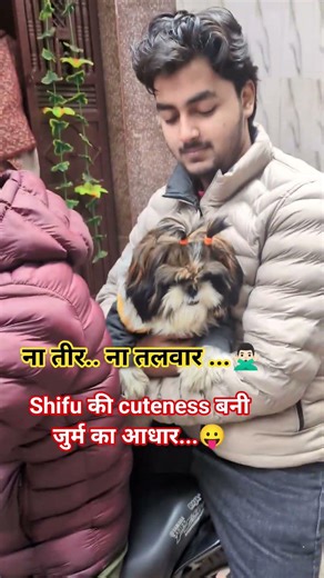 why are you so cute Shifu 😏..#petshorts #dogshorts #shihtzu #furry #cutedog #petparents #viralvideo
