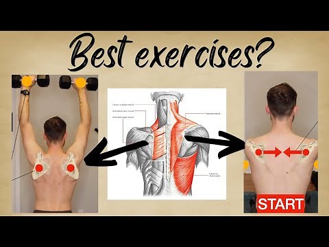Understanding Scapular Exercises | Physio Explains Exercises for Shoulder Blade Training