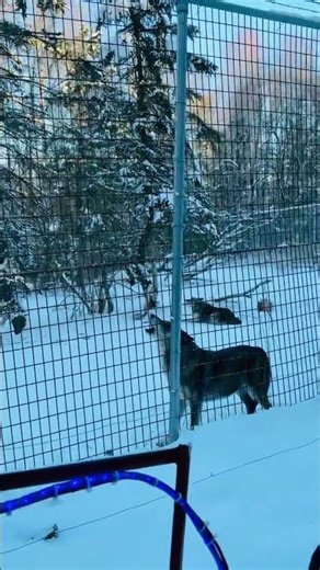 Zoo education programs are wild! Visit our Education Directory at alaskazoo.org 🐾 #alaskazoo