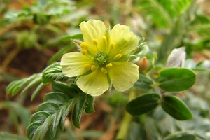▷ Tribulus Terrestris: 3 Propiedades que debes conocer ⚡