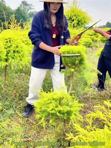 Pruning techniques for golden willow and shaping spheres.#craft #agriculture