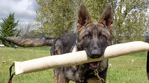 16K views · 411 reactions | Bite Training Begins! | Kraftwork K9 Pro German Shepherds | Facebook