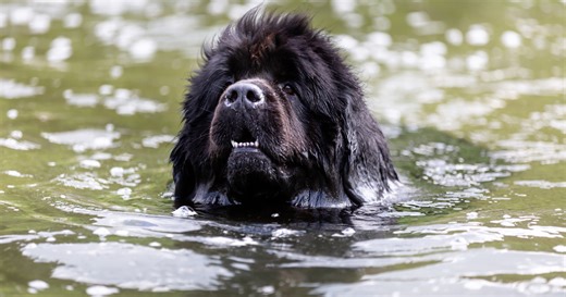 'Heroic' Newfoundland 'Saving' Human Sister From Swim Practice Is the Best Boy