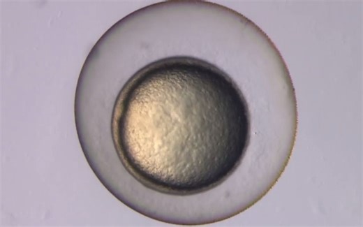 模式生物斑马鱼发育过程