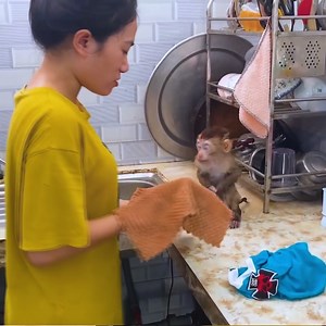 Super naughty!! Monkey Sasa takes off his bathing suit in the sink | Monkey TV