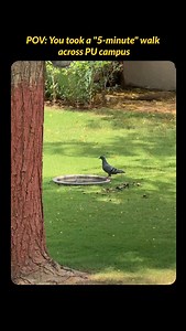 1.7K views · 131 reactions | You’re not lost, you’ve just found peace in the middle of your semester.  Wandering through PU Campus isn’t just about reaching your class or ground, it’s about discovering quiet corners, golden sunsets, and moments that reset your mind. ✨ Let us know your favorite spot in the Campus!來 #paruluniversity #lifeatpu #campuslife #reelsinstagram #vadodara #universitylife | Parul University | Facebook