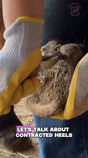 Primarily Hooves on Instagram: "I found it only fitting to use Fancy as our model for this video on contracted heels, also referred to as “caudal failure.” Fancy is a 24 year old QH mare with a history of EMS and laminitis. According to her owner, Fancy had a cresty neck and fat pads as young as 3 years old! When I met Fancy she was 19, and while her metabolic disorder was under control, her toe length sure wasn’t. Fancy’s contracted heels were so severe that her frog and heel horn had merged to