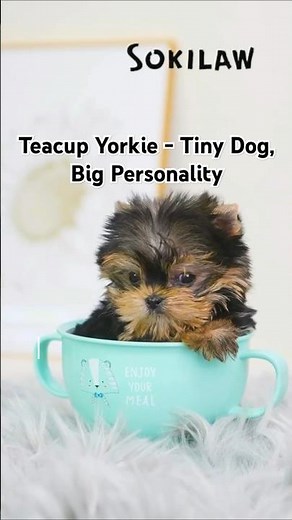 Teacup Yorkie: Tiny Dog, Big Personality