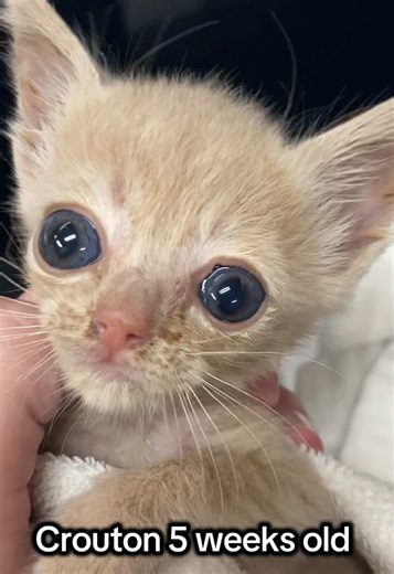 CroutonShortcake (@croutonshortcake)’s video of croutons