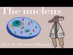 AQA A-Level Biology Cell Structure - The Nucleus