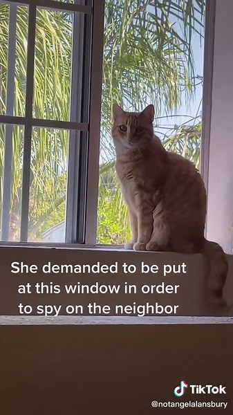 My cats know everyone’s business