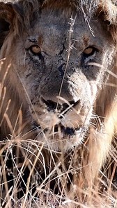 12K views · 214 reactions | Watch this ANGRY male lion on safari! This happened because of the sun reflecting off our lenses! Then we decided to stop recording and enjoy! What an experience with our guests on safari! #malelion #growl #safari #alloutsafaris | All Out Safaris | Facebook