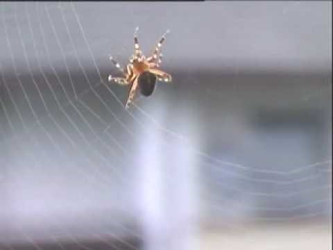 Spinne beim Netzbau