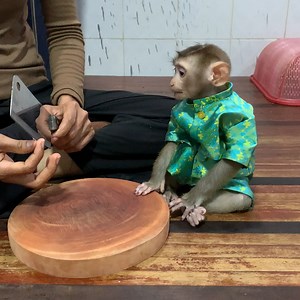 43M views · 336K reactions | Adorable baby monkey ROJO watching mom cutting vegetables and eating bananas with mom | Monkey ROJO | Facebook