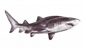 Draw a realistic sand tiger shark that looks alive on your sketchpad