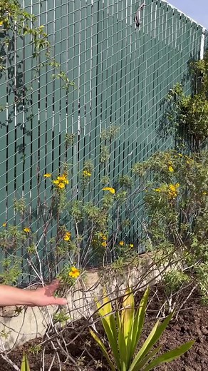 Blippi Exploring the Beauty of Flowers with Kids