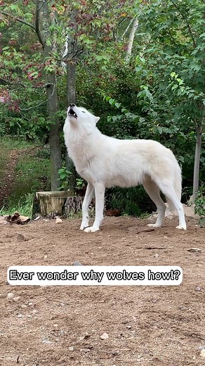 Why Do Wolves Howl? Exploring the Mysteries of Wolf Communication