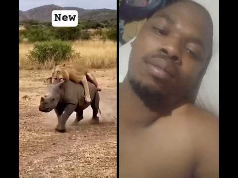 mother Rhino defend baby into lions#shorts #youtube #animals