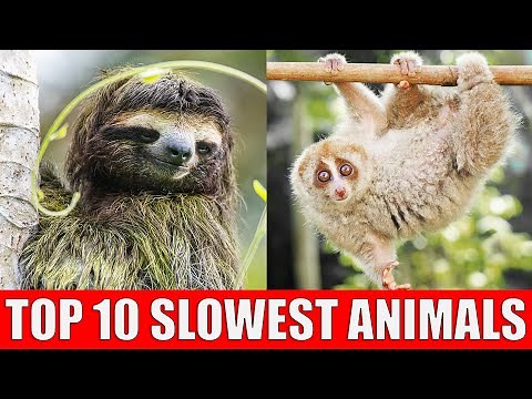 TOP 10 Slowest Animals | Learn Slowest Animals in The World