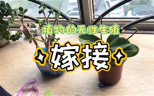 植物的无性生殖方式—嫁接