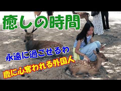 【外国人の反応】奈良の鹿がかわいすぎて帰れない