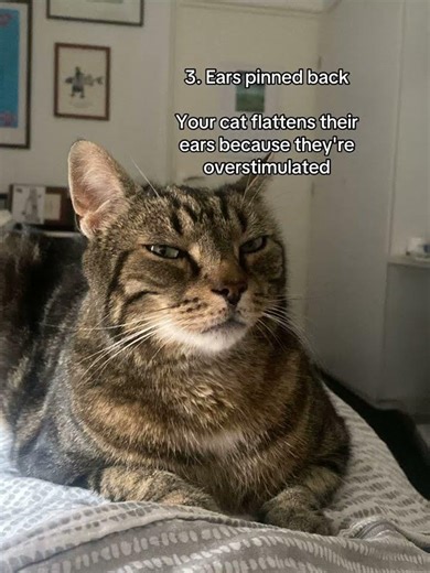 5 signs your cat hates you 😭 #hate #catparent #catsoftiktok #petsoftiktok