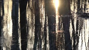 Abstract trees and sunset light reflections on water video background