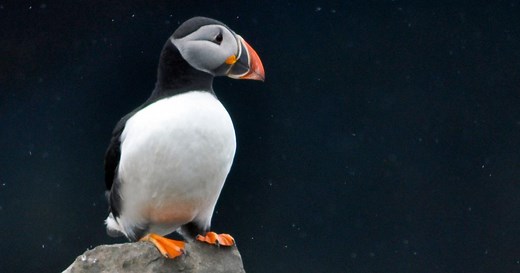 Gross Science:Can Bird Poop Make Clouds? Season 2 Episode 21