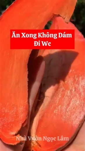 hồng xiêm ruột đỏ - ăn xong không dám đi wc thật nha! 📞 092.391.6866 #hongxiemruotdo #nhavuonngoclam