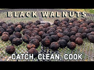 BLACK WALNUTS!! Harvest, Process, and Recipe! (Catch/Clean/Cook)