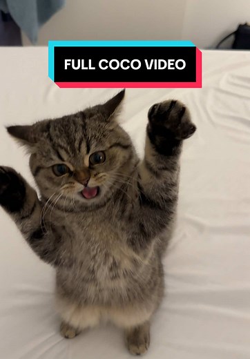 Cuddly British Shorthair Cats in Full-Length Video