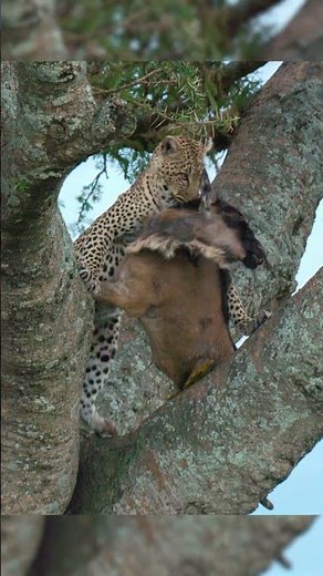She hoists a prey as heavy as she is to protect it from scavengers