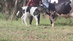 198K views · 3.1K reactions | #انباعط دابة فرزيه هوشتاين درجه اولى خط اول متعهده على كل عيب وراه فحل انطيه شرط الحليب ودسامه دابه حلوه وخشنه وسمينه وينهم الجنايه خشانيه حلال رقم واحد المكان : السماوه الرميثة. $##@#$$#$$# #سوق_المواشي_في_العراق | سوق المواشي في العراق | Facebook