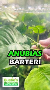 2.4K views · 202 reactions | ANUBIAS BARTERI "BROADLEAF" (OUR LARGEST ANUBIAS) is available for sale! Shop Now! Anubias Barteri can really set off a planted tank. Anubias Barteri, like most Anubias is a hardy plant. Anubias Barteri is one such plant that just needs a solid piece of rock or driftwood to attach to and it is good to grow. Grab yourself one now! TANK ON! | Dustin's Fishtanks | Facebook