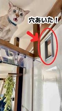 【猫と暮らす家】キャットウォークを作り過ぎて空調効率が悪くなったけど…「猫穴」作って空調効率改善💪✨
