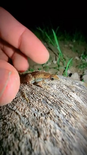 1.3K views | Frogs make you laugh ｜ Funny fast jumping frog ｜ Funny Frog Video ｜ for laugh #frogmemes #funnyfrog #frogs #froggy #funnymemes | Christopher K. Jackson | Facebook