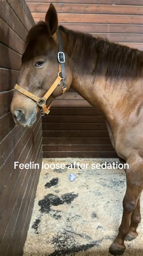 Feeling Loose After Sedation: A Horse's Perspective