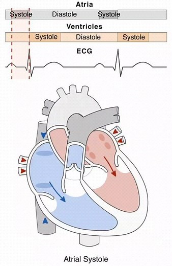 9.7K views |  Witness the Rhythm of Life: The Cardiac Cycle in...