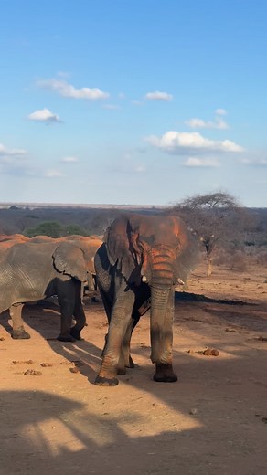 Sheldrick Wildlife Trust on Instagram: "Tucked in the heart of Kenya’s elephant country, our Reintegration Units are melting pots where dependent orphans, ex-orphans (such as 21-year-old Challa, the big bull you see here), and wild elephants mingle. We are especially proud of the trust we have built with wild elephants. At Ithumba, one of our favourite families is led by a regal matriarch whom we have nicknamed ‘Queen.’ She often visits the stockade area with her ever-growing family. As Head Kee
