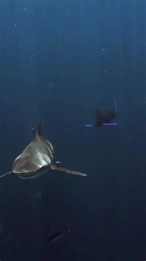Blue Marlin Dominance Over Bull Shark