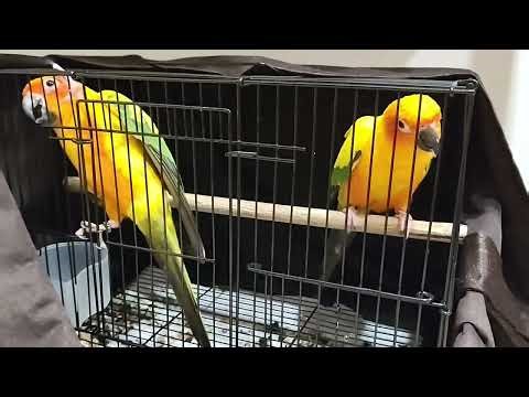 SUN CONURE IS VERY NOISY🦜#Sunconure#conures#bird#vlogs