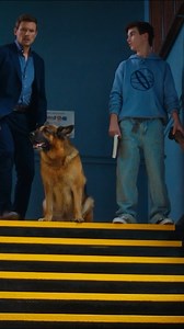 Sometimes the case takes a step in an unexpected direction... like down the stairs! 🕵️‍♂️ New episodes of Hudson & Rex roll in every Thursday on UP Faith & Family! 🐾 #Mystery | #K9 | #GermanShepherd | UP Faith & Family
