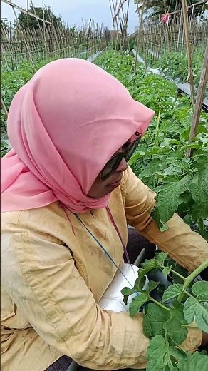 The secret to tomato plants that are as hard as wood 🍅🪵 #fitacamelia