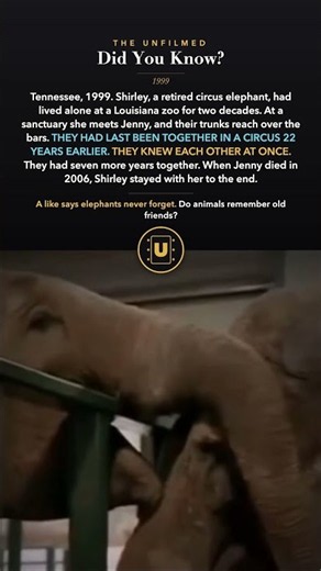 These Elephants Hadn't Seen Each Other in 22 Years — Watch This